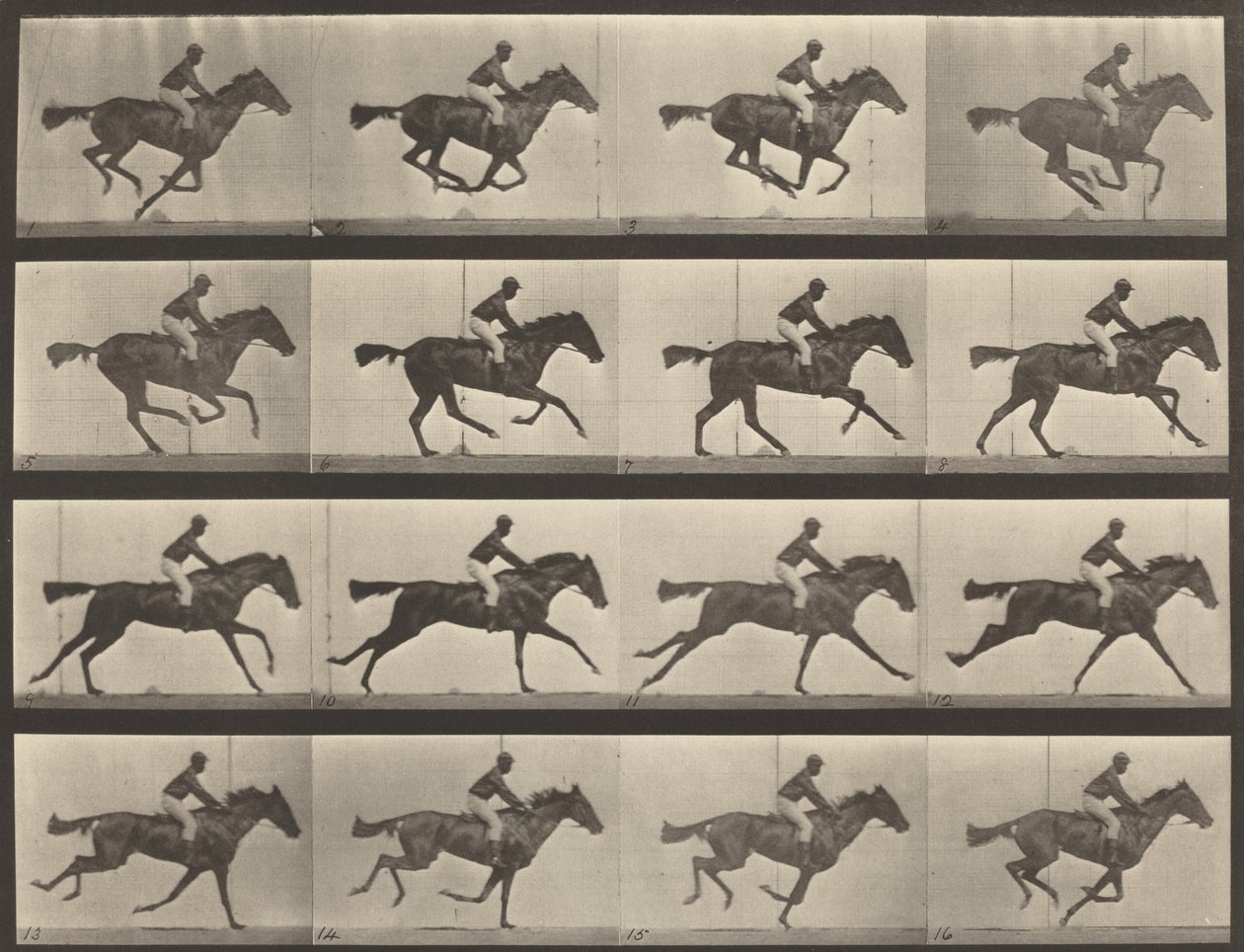 Číslo desky 626. Cval, plnokrevná klisna hnědáka, Annie G., 1887. od Eadweard Muybridge