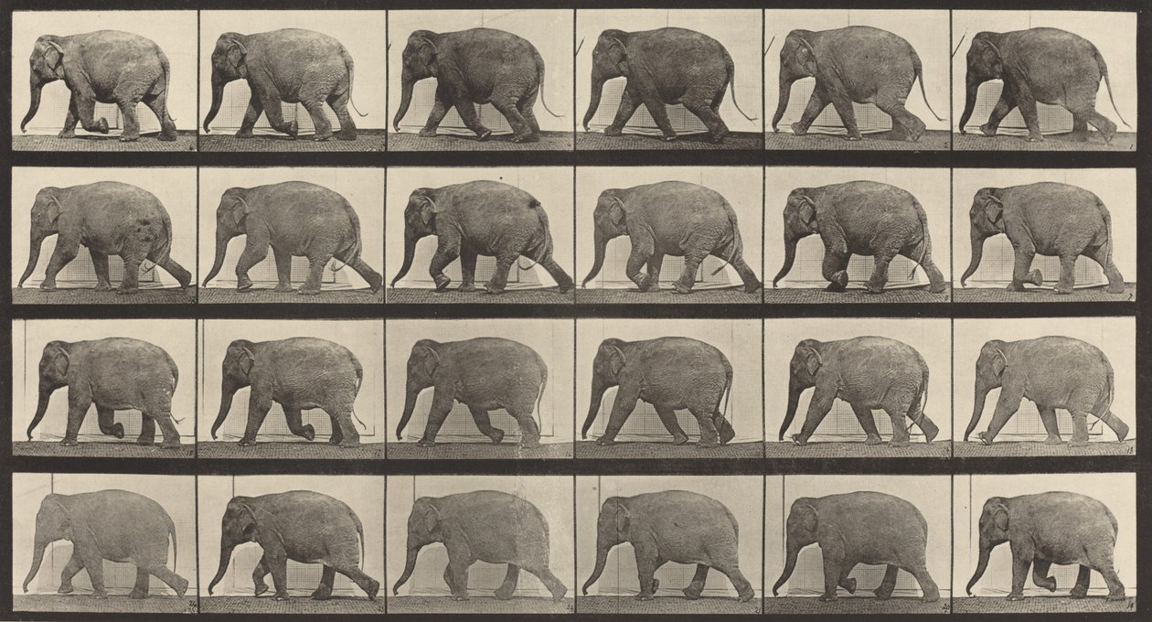 Číslo desky 733. Chůze slonů, 1887. od Eadweard Muybridge