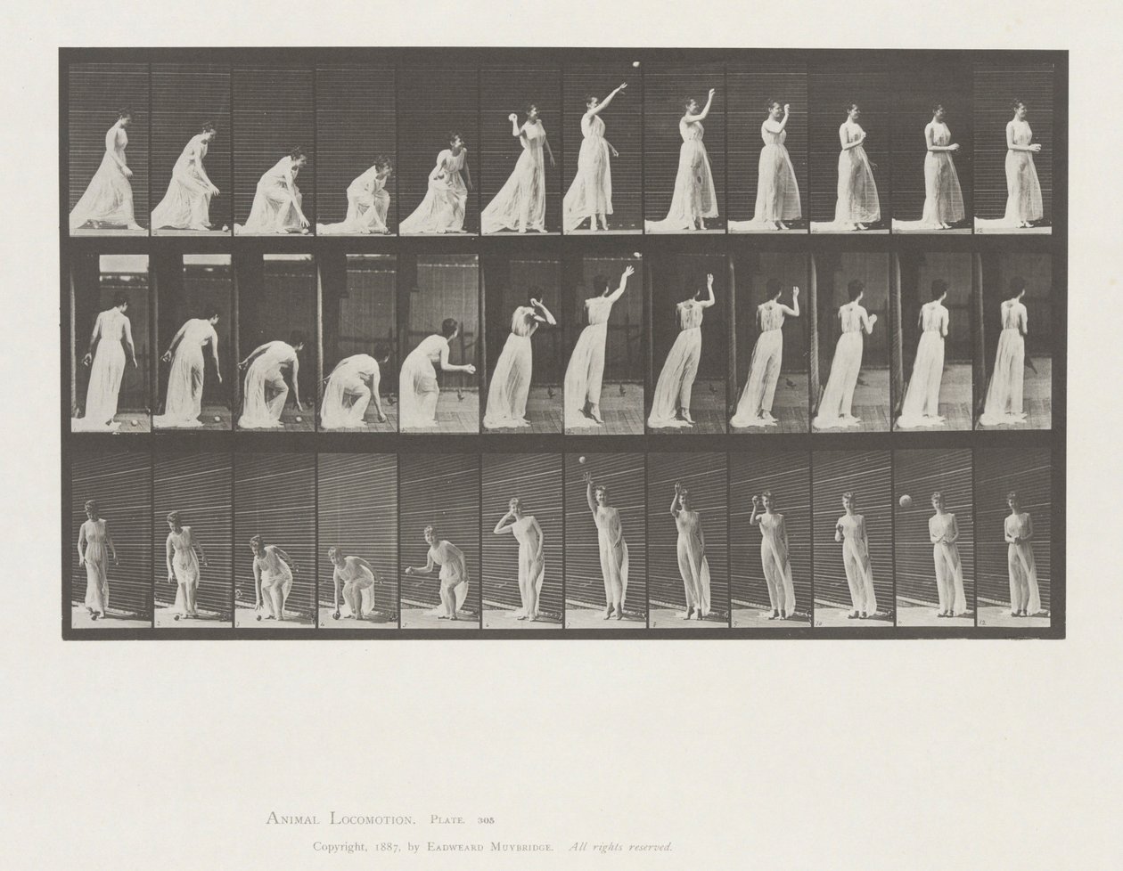 Pohyb zvířat, talíř 305 od Eadweard Muybridge