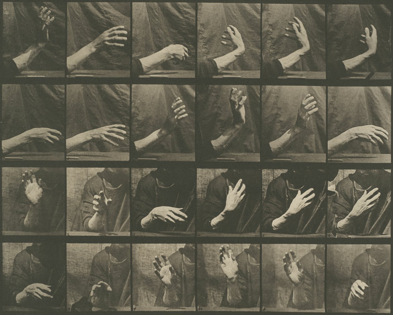 Pohyb zvířat, deska 535 od Eadweard Muybridge