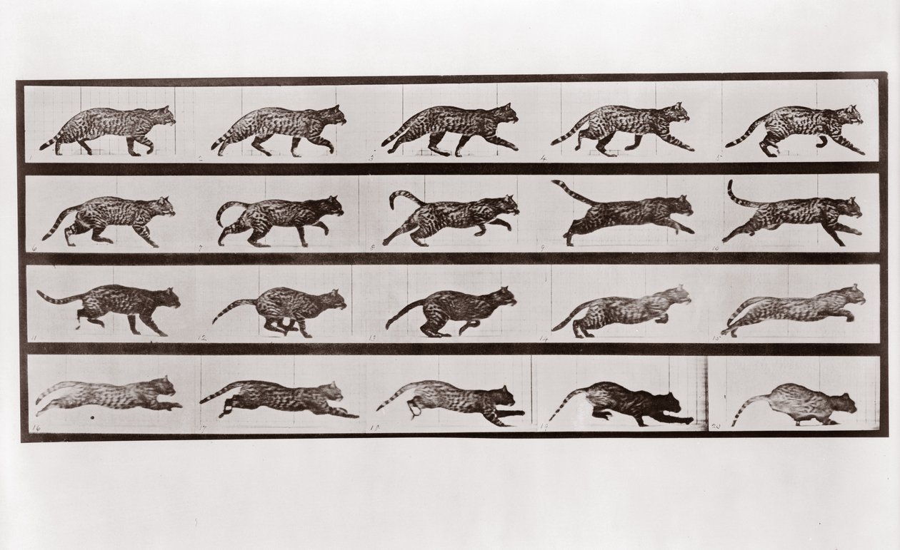 Kočičí klus a cval, Talíř 717 od Animal Locomotion, 1887 od Eadweard Muybridge