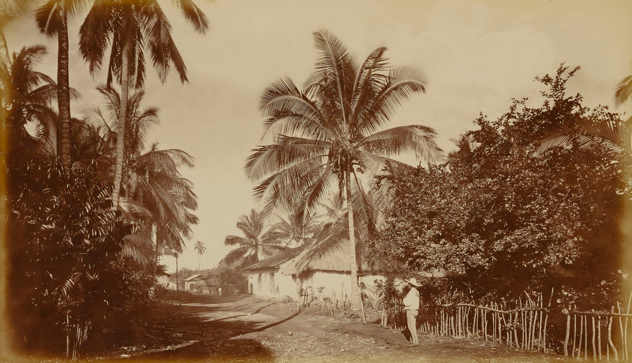 Kakaová palma - Retalhuleu, Guatemala od Eadweard Muybridge