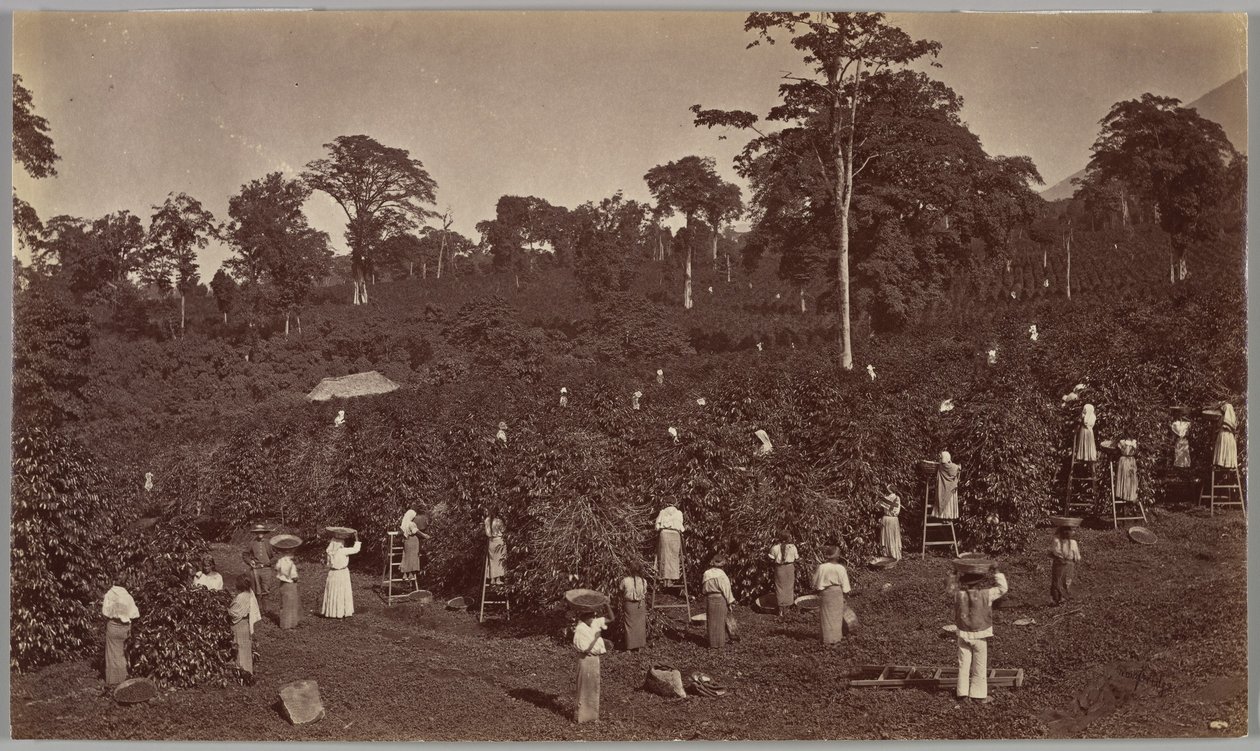 Sklizeň kávy, Las Nubes – Guatemala od Eadweard Muybridge