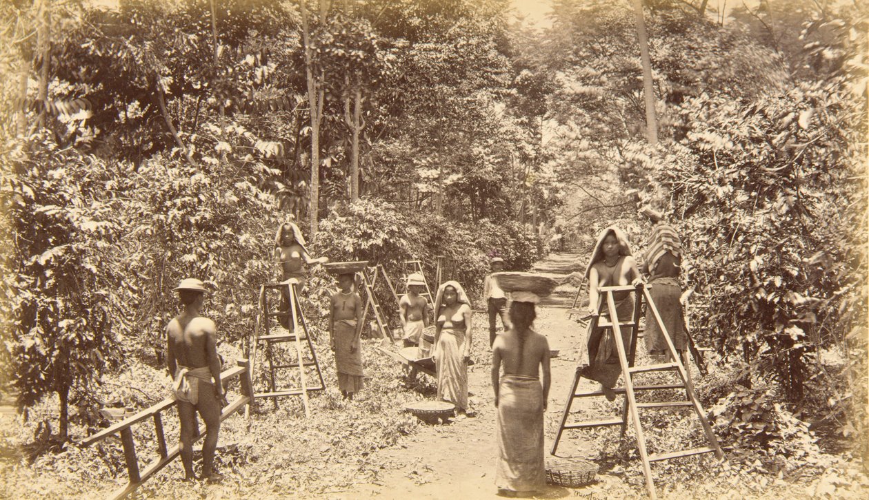 Sklizeň kávy v San Isidro - nadmořská výška 1000 stop, Guatemala od Eadweard Muybridge