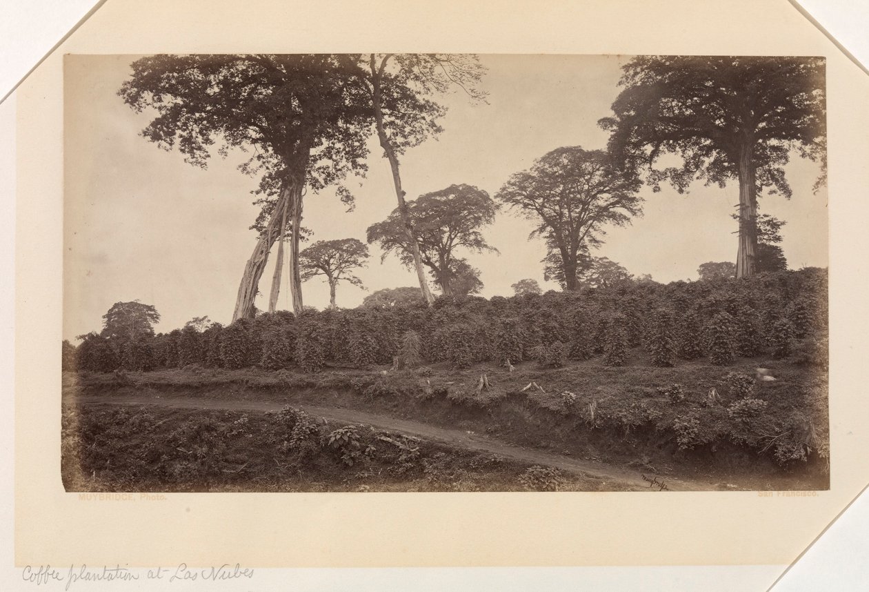 Kávová plantáž v Las Nubes, Guatemala od Eadweard Muybridge