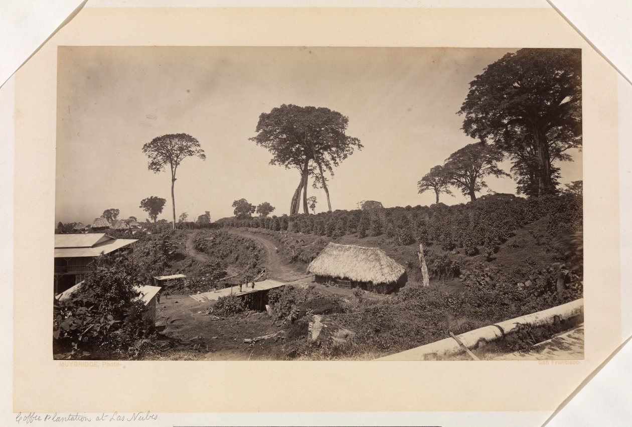 Kávová plantáž v Las Nubes, Guatemala od Eadweard Muybridge