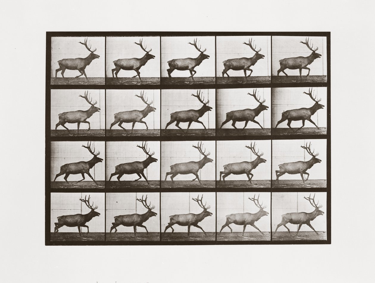 Elk, deska 692 od Animal Locomotion, 1887 od Eadweard Muybridge