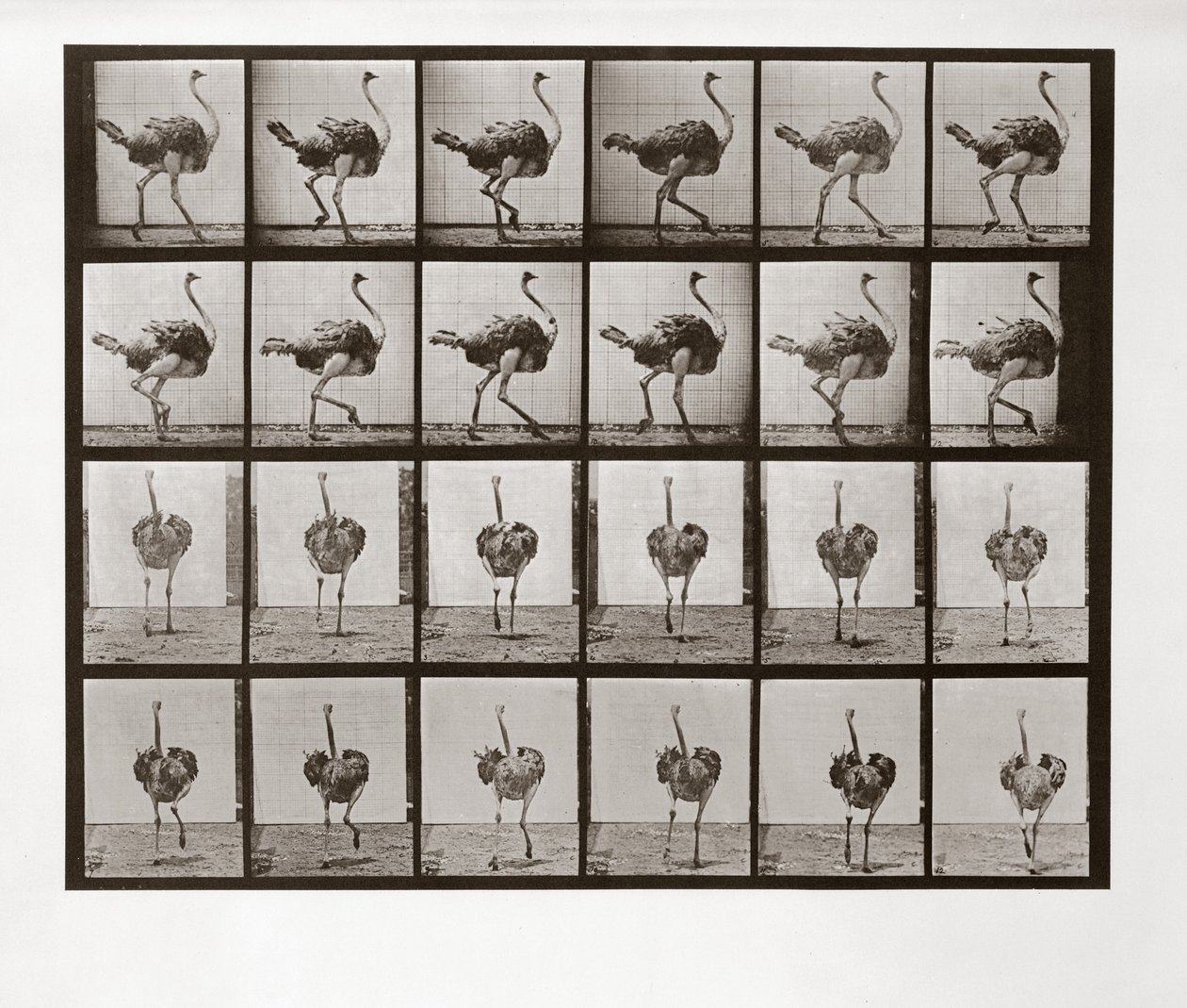 Pštrosí běh, talíř 772 od Animal Locomotion, 1887 od Eadweard Muybridge