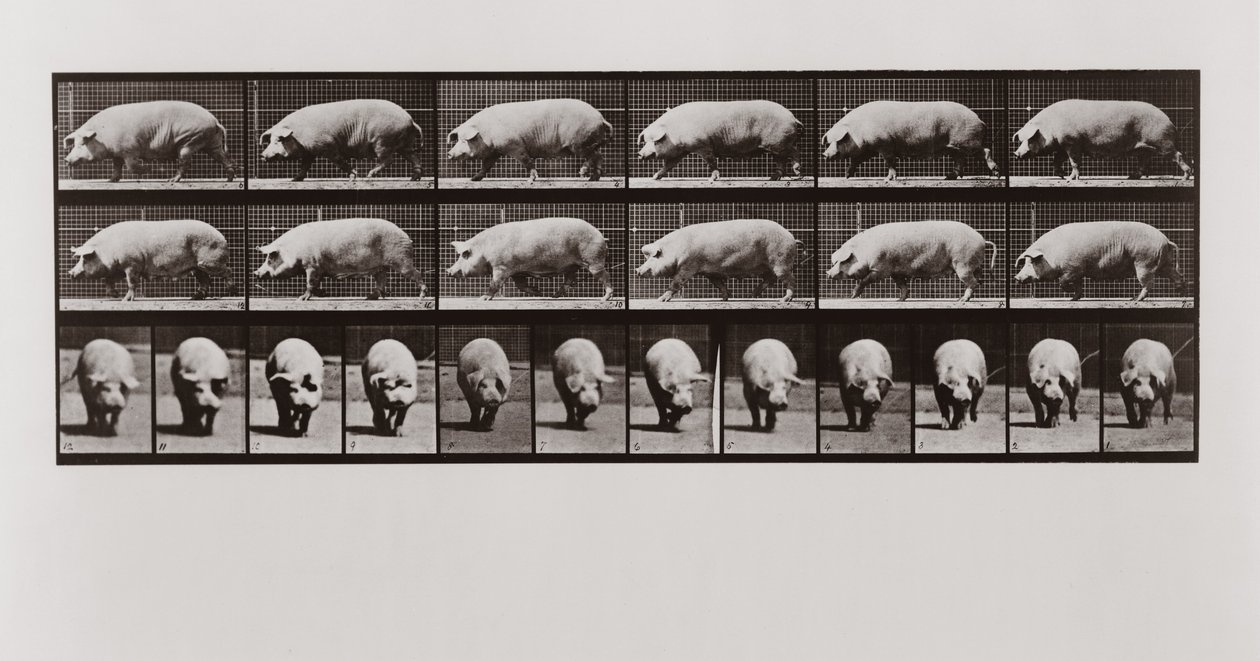 Chůze prasat, deska 673 od Animal Locomotion, 1887 od Eadweard Muybridge