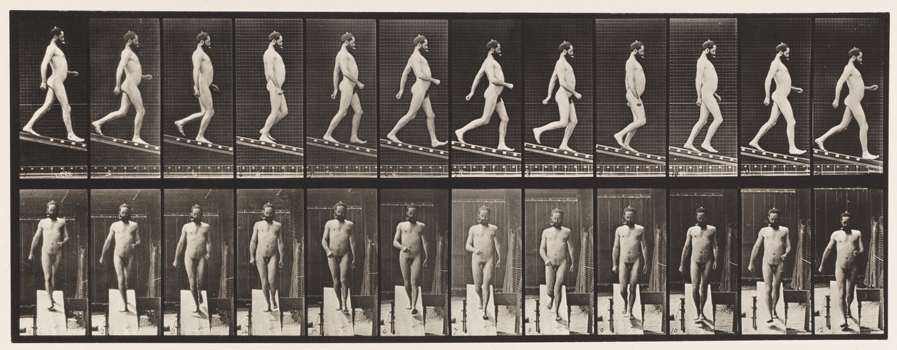 Deska 113. Sestupný sklon, 1 ku 4, 1872-1885 od Eadweard Muybridge