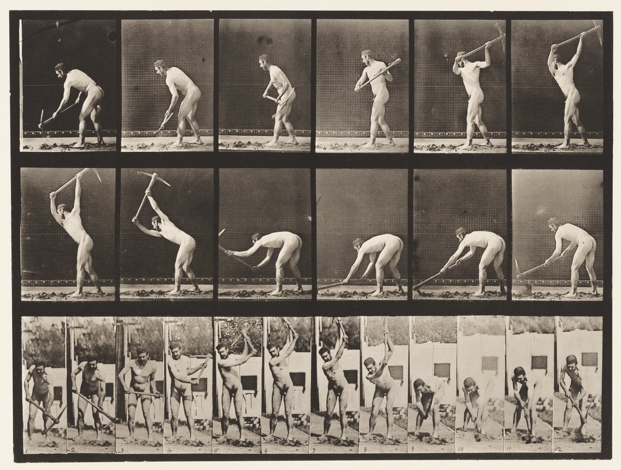 Talíř 385. Sedlák, trsátkem, 1872-1885 od Eadweard Muybridge