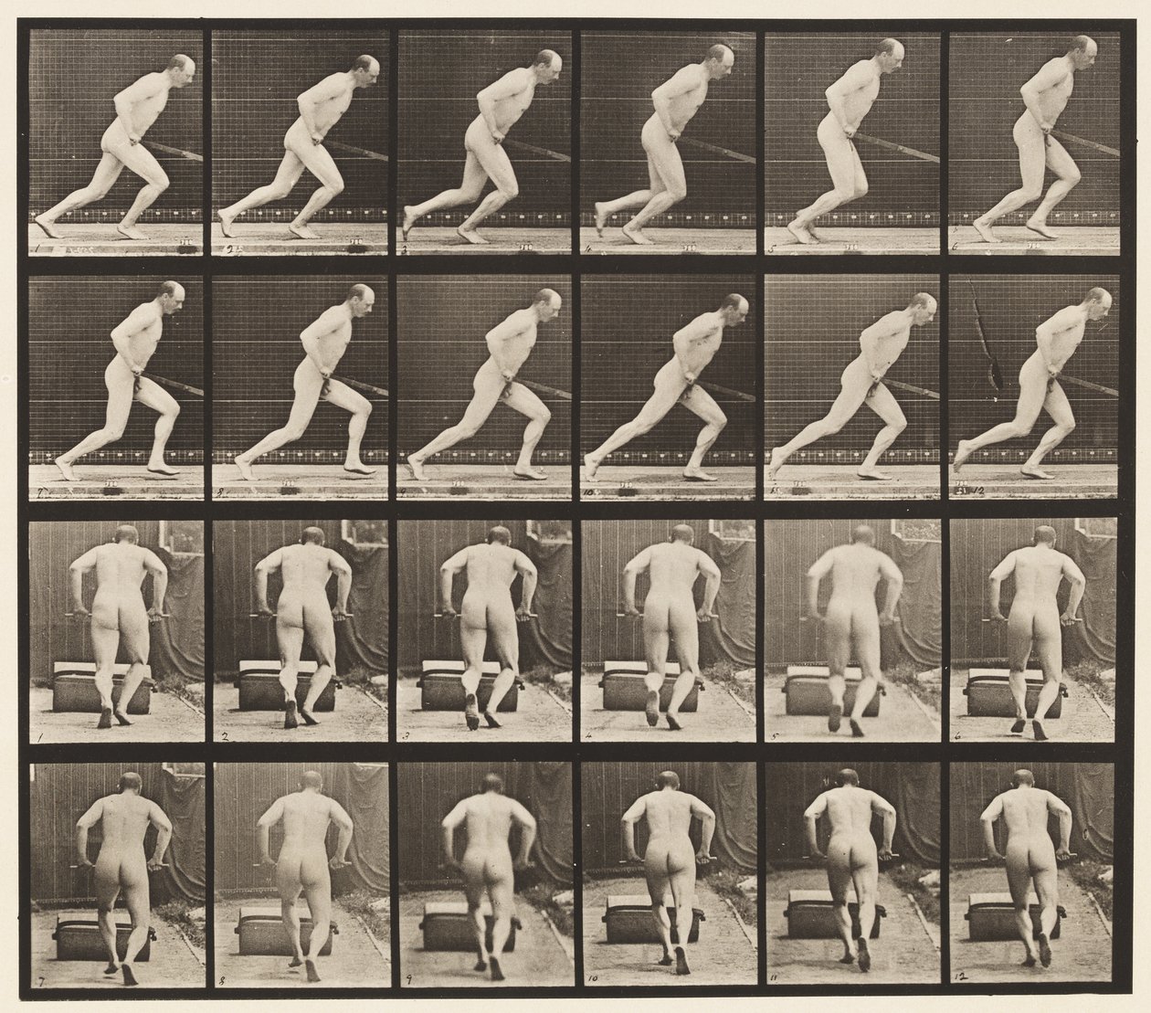 Talíř 393. Tlačení zahradního válečku, 1872-1885 od Eadweard Muybridge