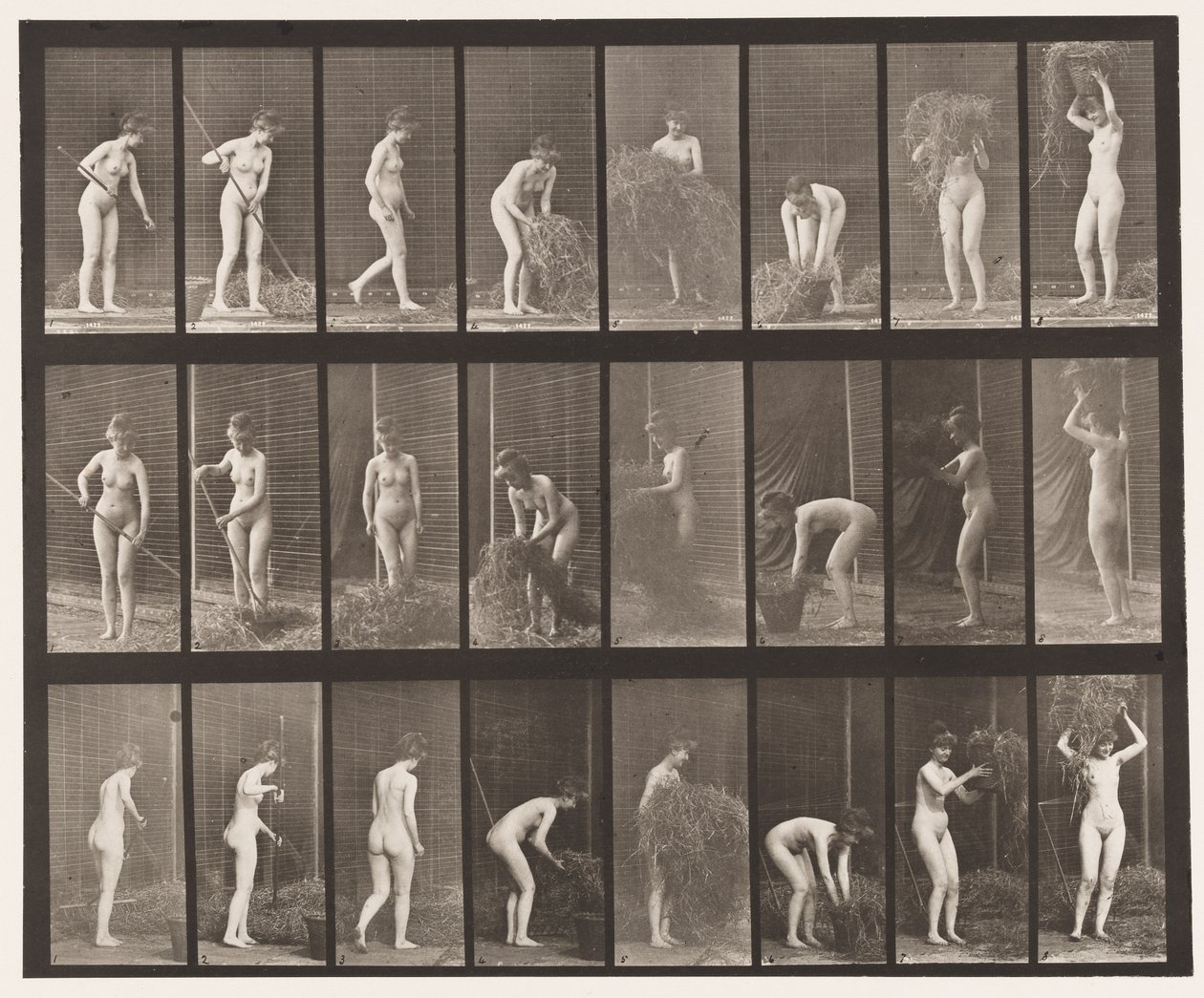 Talíř 499. Shrabování a balení sena, 1872-1885 od Eadweard Muybridge