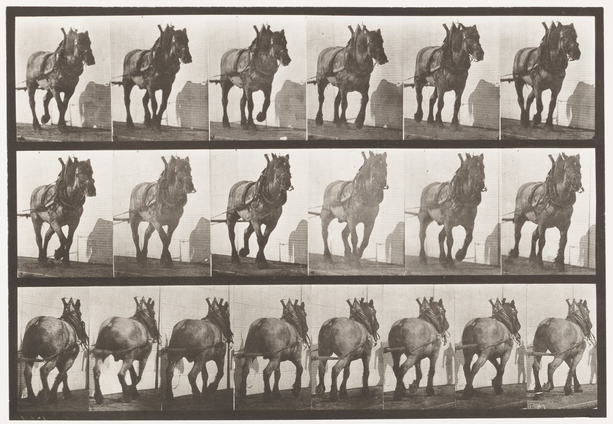 Talíř 566.Hauling;Dark-Gray Belgian Horse Dusel, 1885 od Eadweard Muybridge