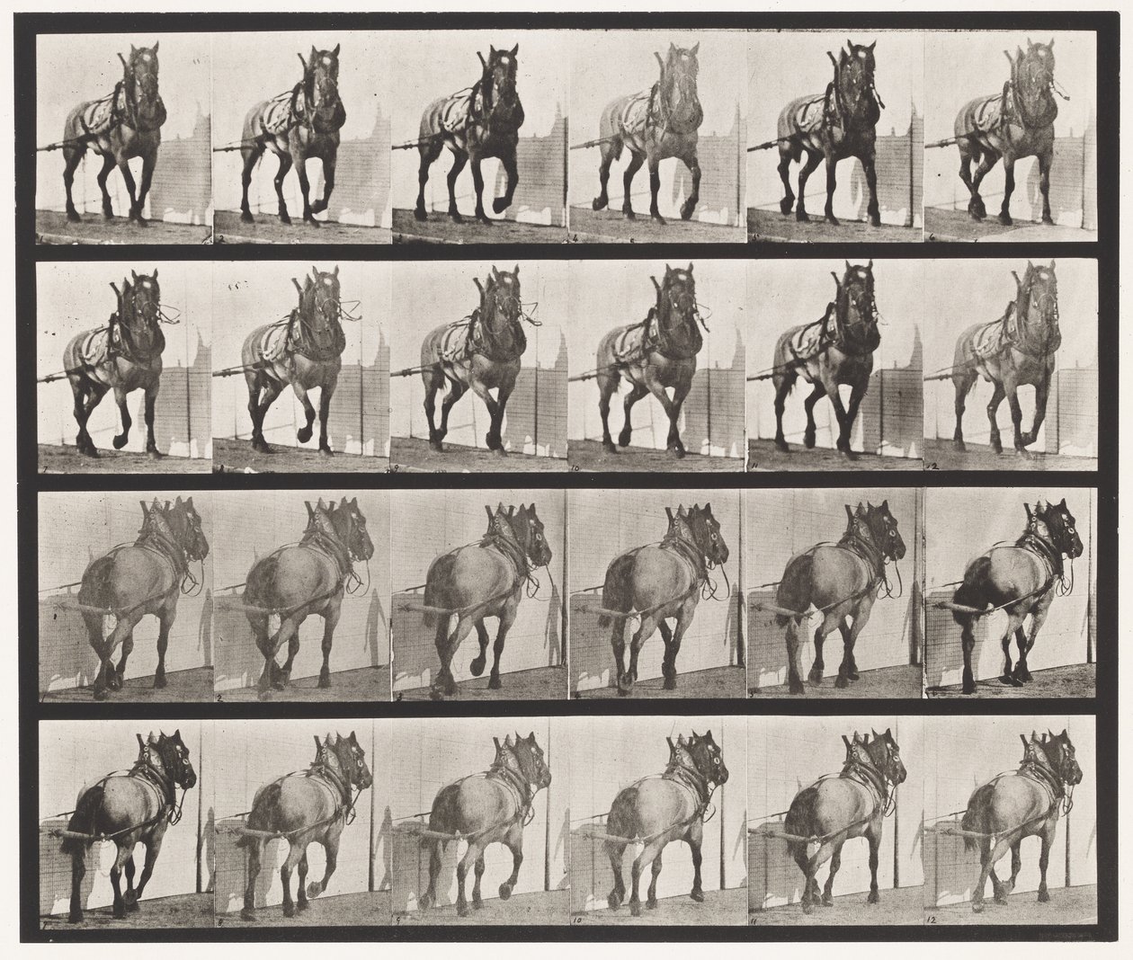 Talíř 568. Tažení; Tmavě šedý belgický kůň Billy od Eadweard Muybridge