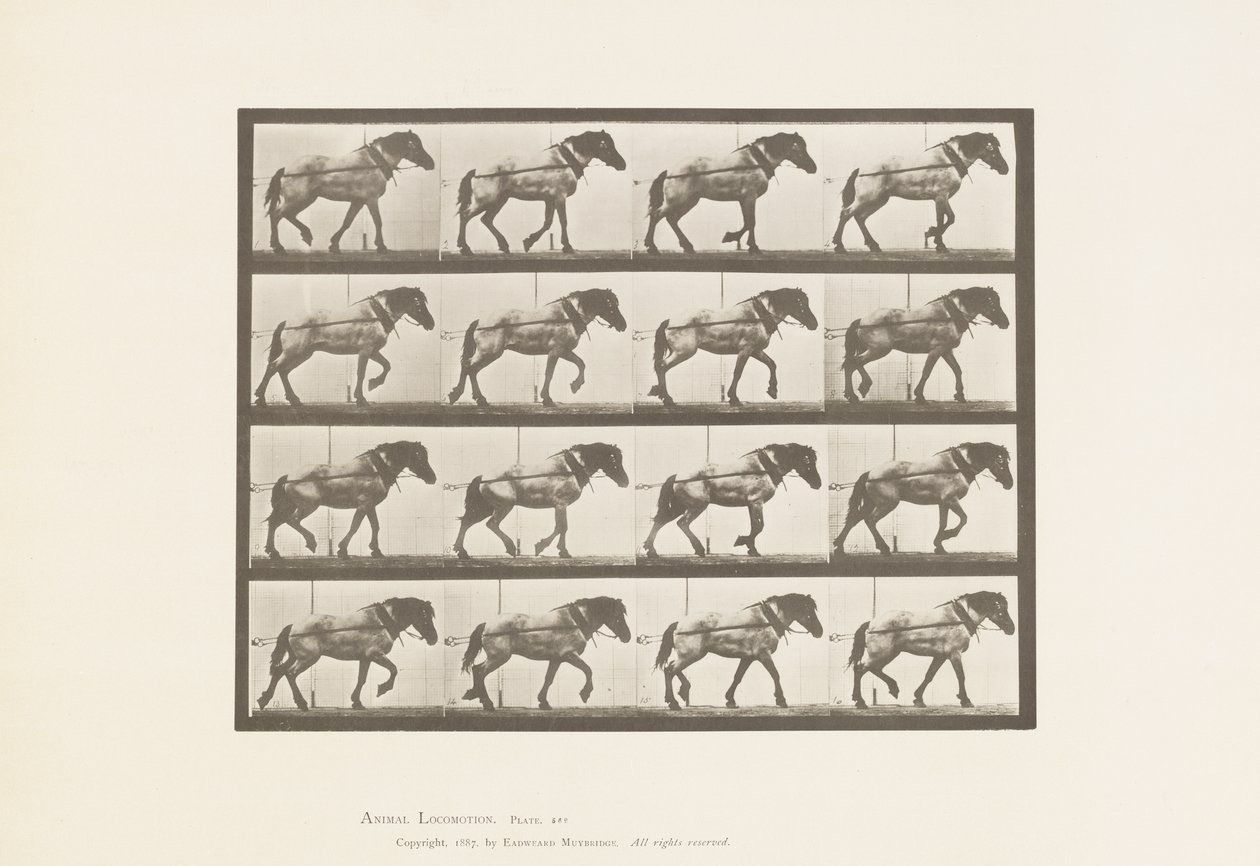 Talíř 569. Tažení; Tmavě šedý belgický kůň Jeníček, 1885 od Eadweard Muybridge