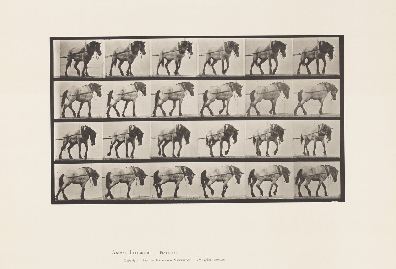 Talíř 570. Tažení; Tmavě šedý belgický kůň Jeníček, 1885 od Eadweard Muybridge