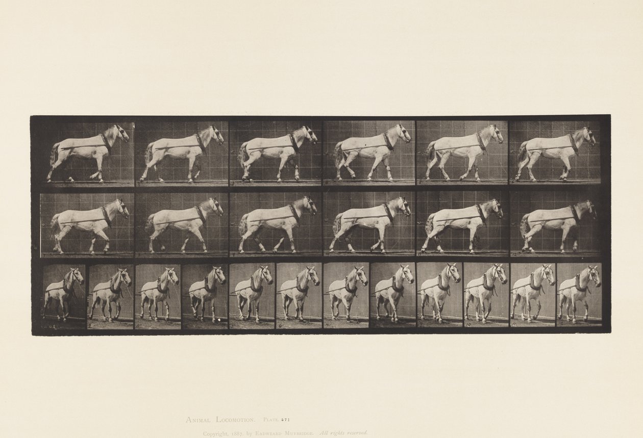 Talíř 571.Hauling;Světle šedá Mare Johnson, 1885 od Eadweard Muybridge