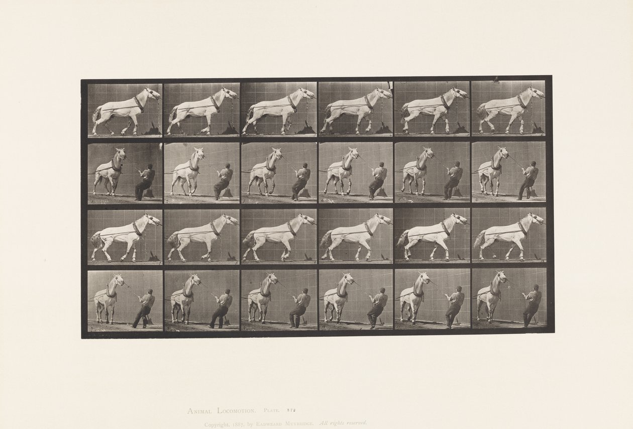 Talíř 573. Tažení; Muž táhne za hlavu; Světle šedá klisna, 1885 od Eadweard Muybridge