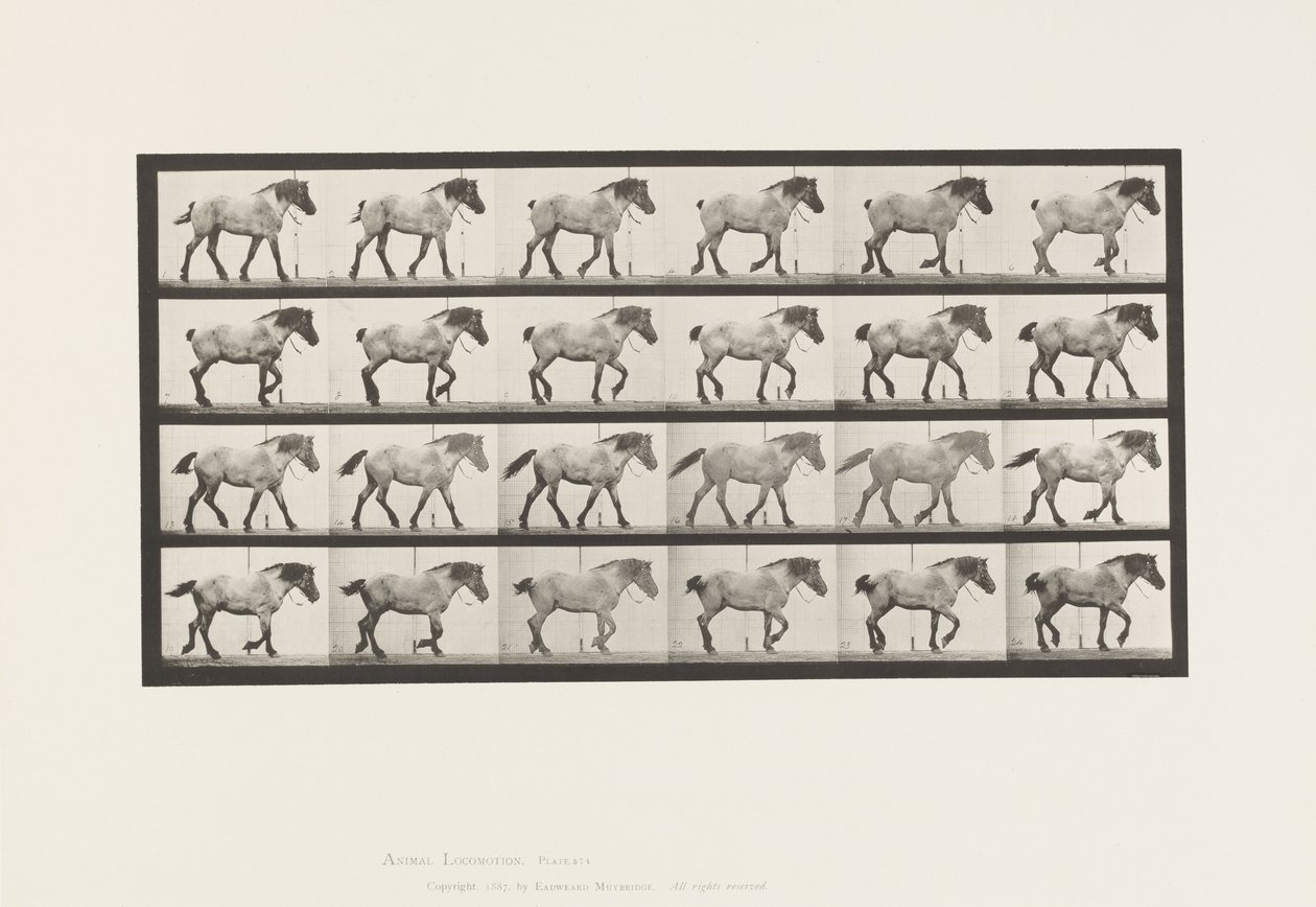 Talíř 574.Chůze; Volný, uvolnit; Tmavě šedý belgický kůň Jeníček, 1885 od Eadweard Muybridge