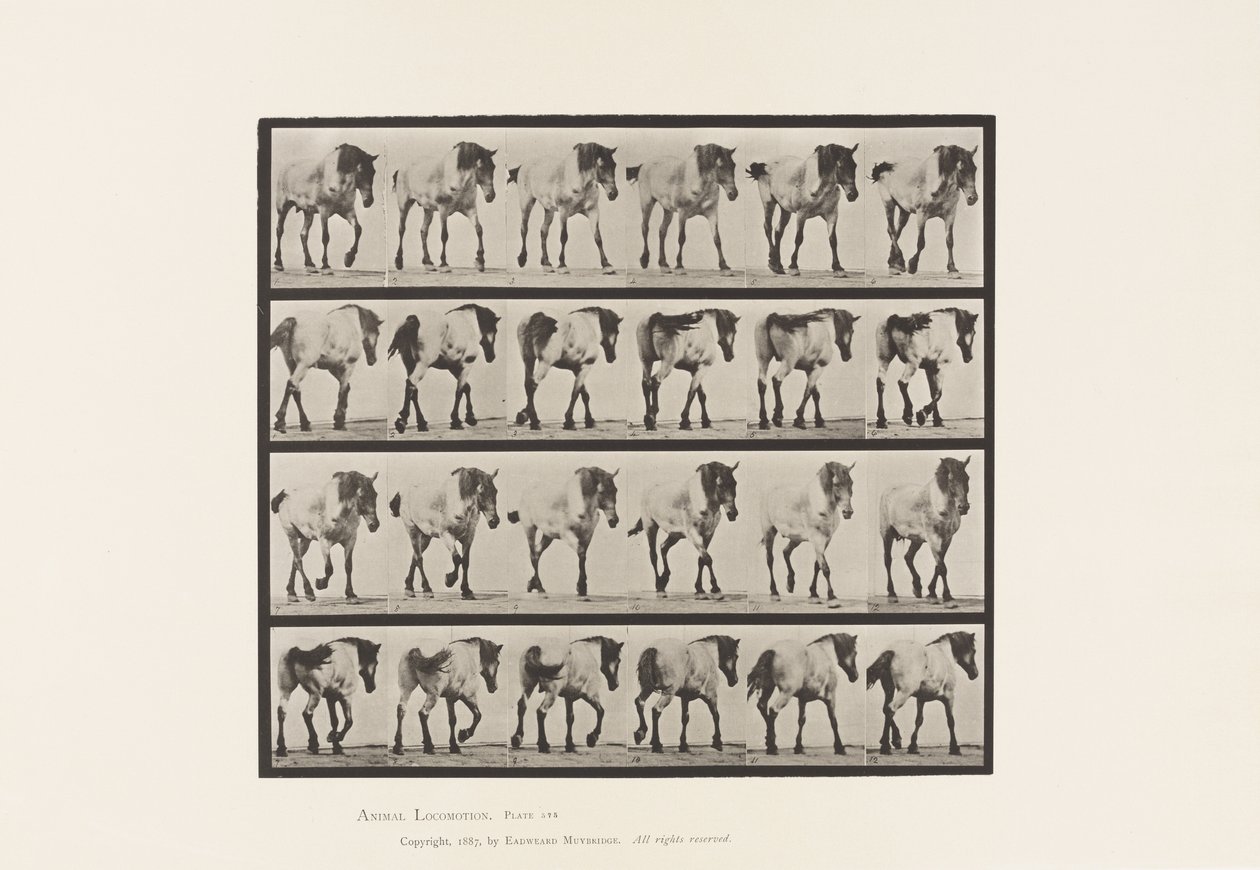 Talíř 575.Chůze; Volný, uvolnit; Tmavě šedý belgický kůň Jeníček, 1885 od Eadweard Muybridge