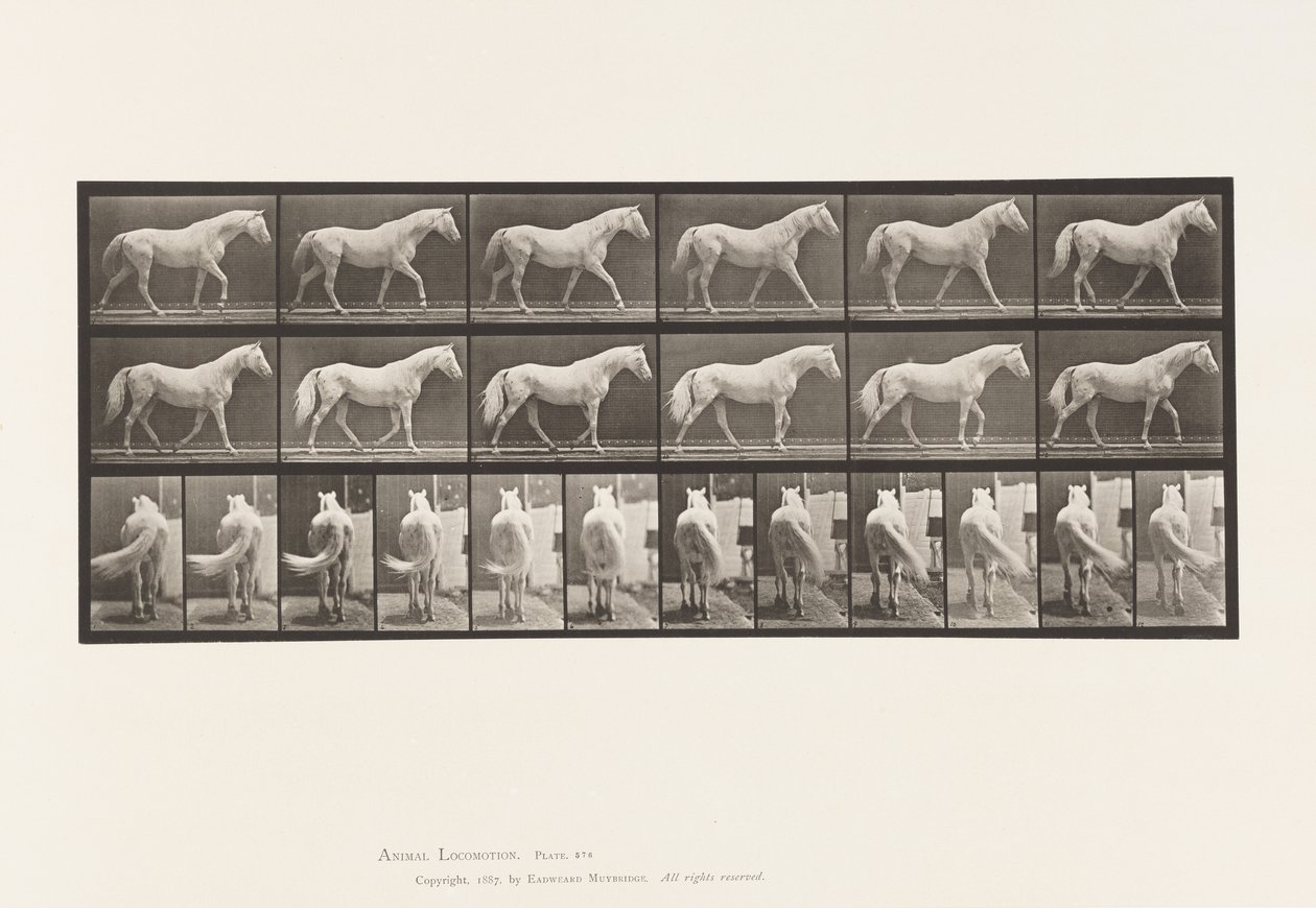 Talíř 576. Chůze; Volný, uvolnit; Světle šedý kůň orel od Eadweard Muybridge