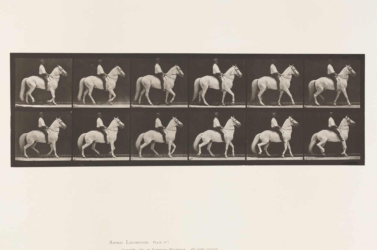 Talíř 577.Chůze; Sedlo; Nepravidelný; Bílý kůň Clinton, 1885 od Eadweard Muybridge