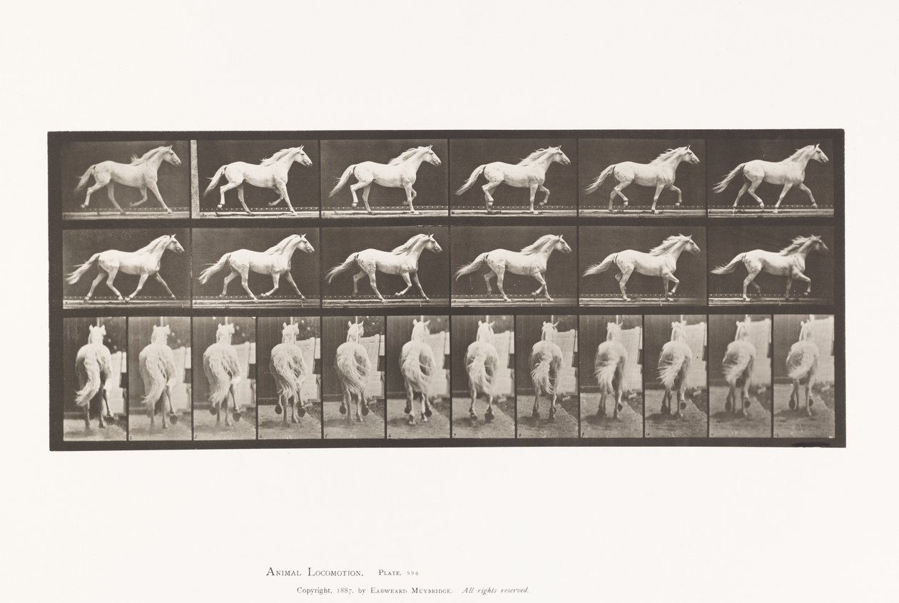 Talíř 596. Klusání; Volný, uvolnit; Světle šedý kůň orel od Eadweard Muybridge