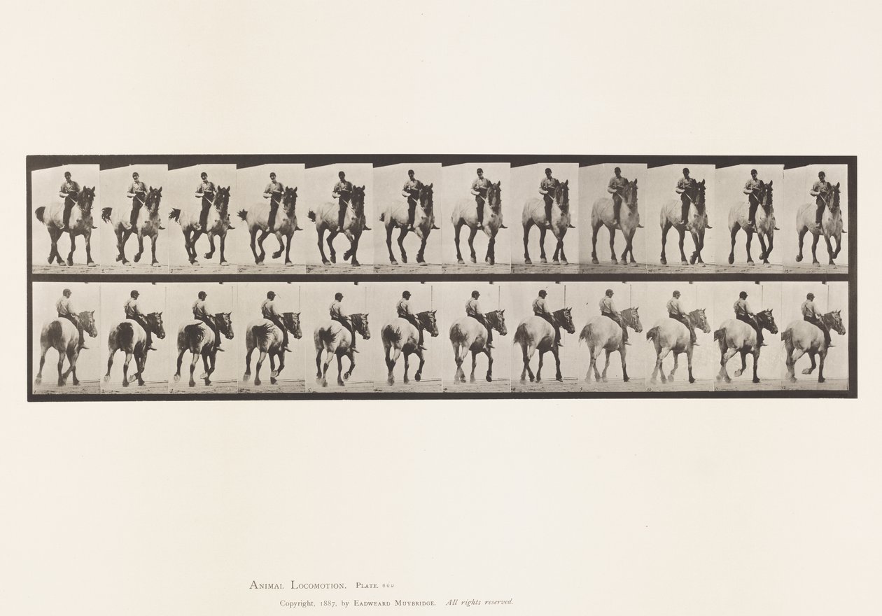 Talíř 600. Klusání; Bez sedla; Tmavošedý Dusel od Eadweard Muybridge