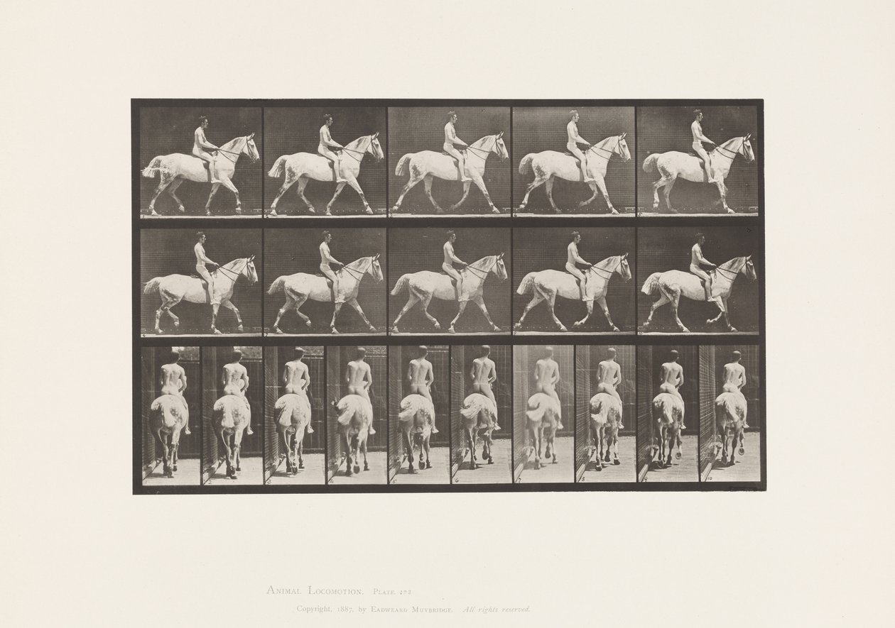 Talíř 603. Klusání; Sedlo; Ride, 43, široký, světle šedý kůň Smith od Eadweard Muybridge