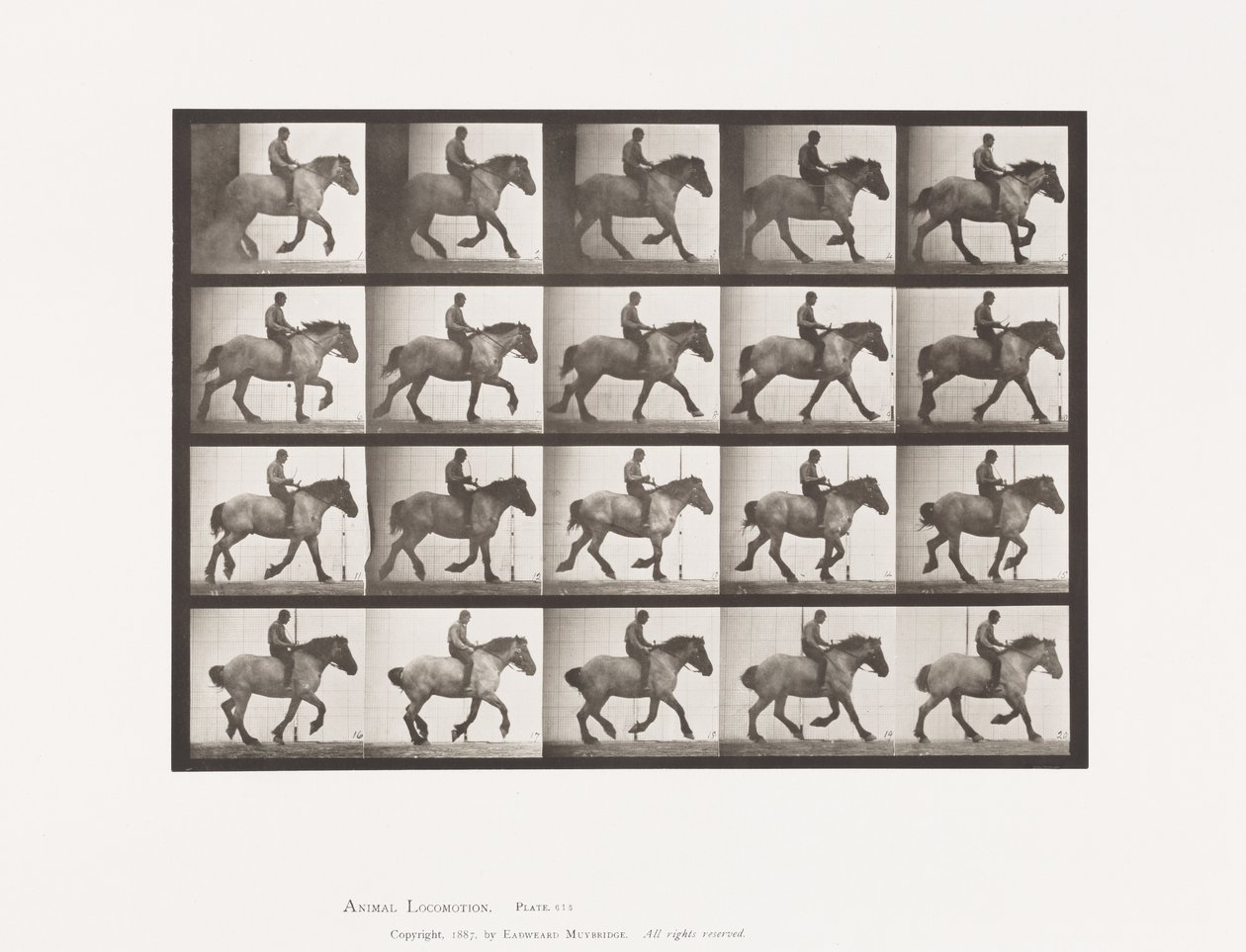 Talíř 615. Canter: Bez sedla; Tmavě šedý belgický kůň Jeníček od Eadweard Muybridge