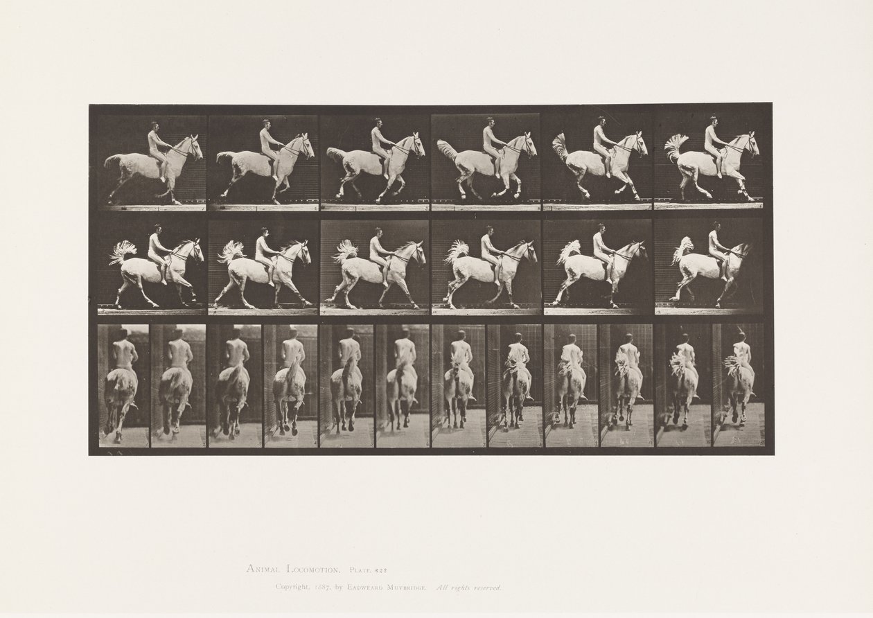 Talíř 622. Canter; Sedlo; Jezdec, 43 let, nahý; šedý kůň Smith, 1885 od Eadweard Muybridge