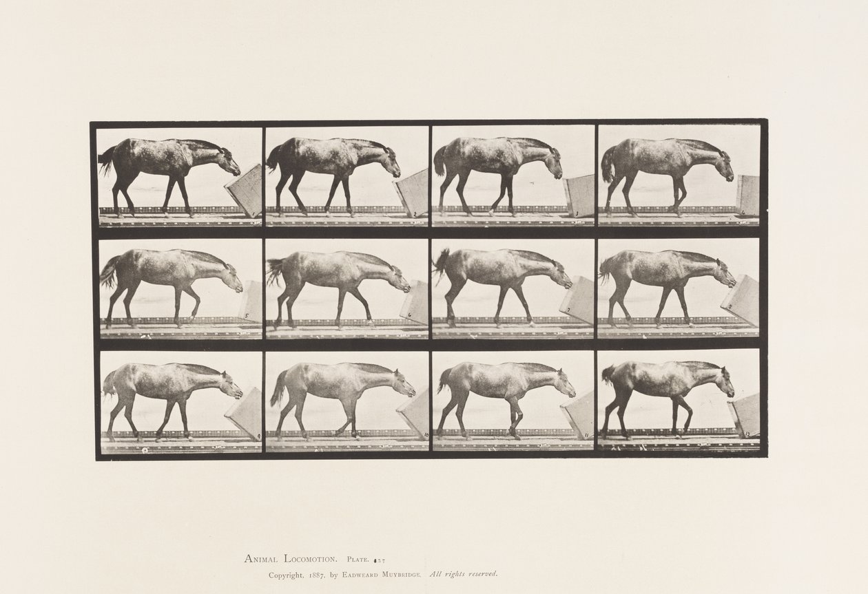 Talíř 657. Válcování krabice; Pony, Lotto od Eadweard Muybridge