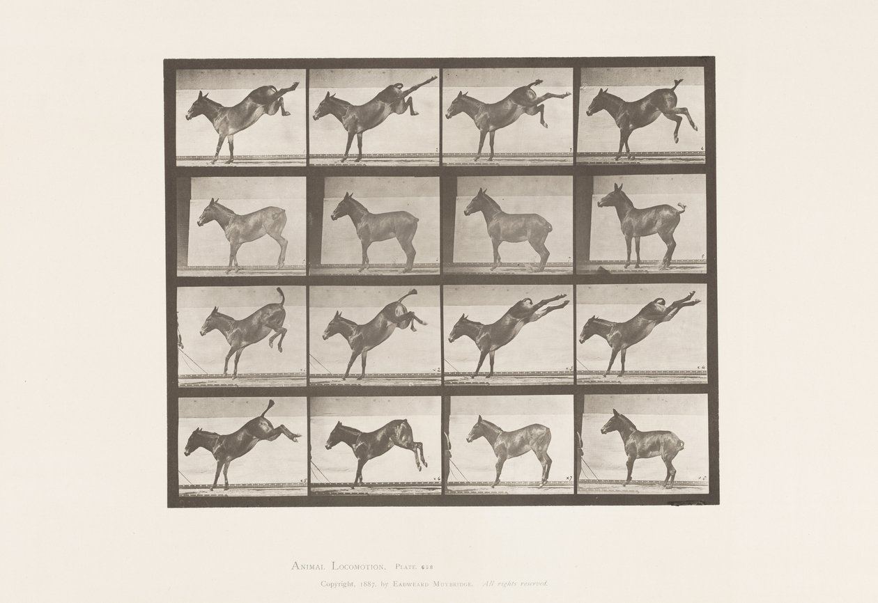 Talíř 658. Mezek; A, kopání; B, kopání Ruth od Eadweard Muybridge