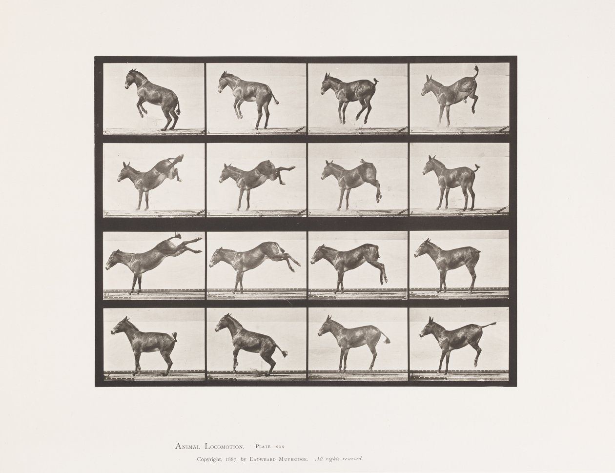 Deska 659. Mule; A, B, Bucking a kopání; Ruth od Eadweard Muybridge