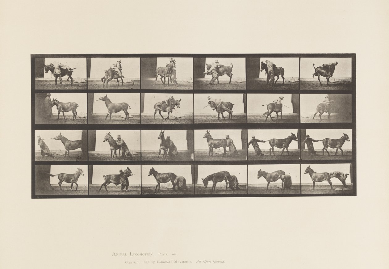 Talíř 662. Mezek; A, B, A Žáruvzdorné zvíře Denver od Eadweard Muybridge