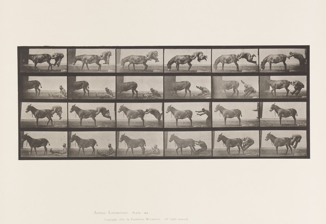 Deska 663. Mezek; A, B, A Žáruvzdorné zvíře Denver od Eadweard Muybridge
