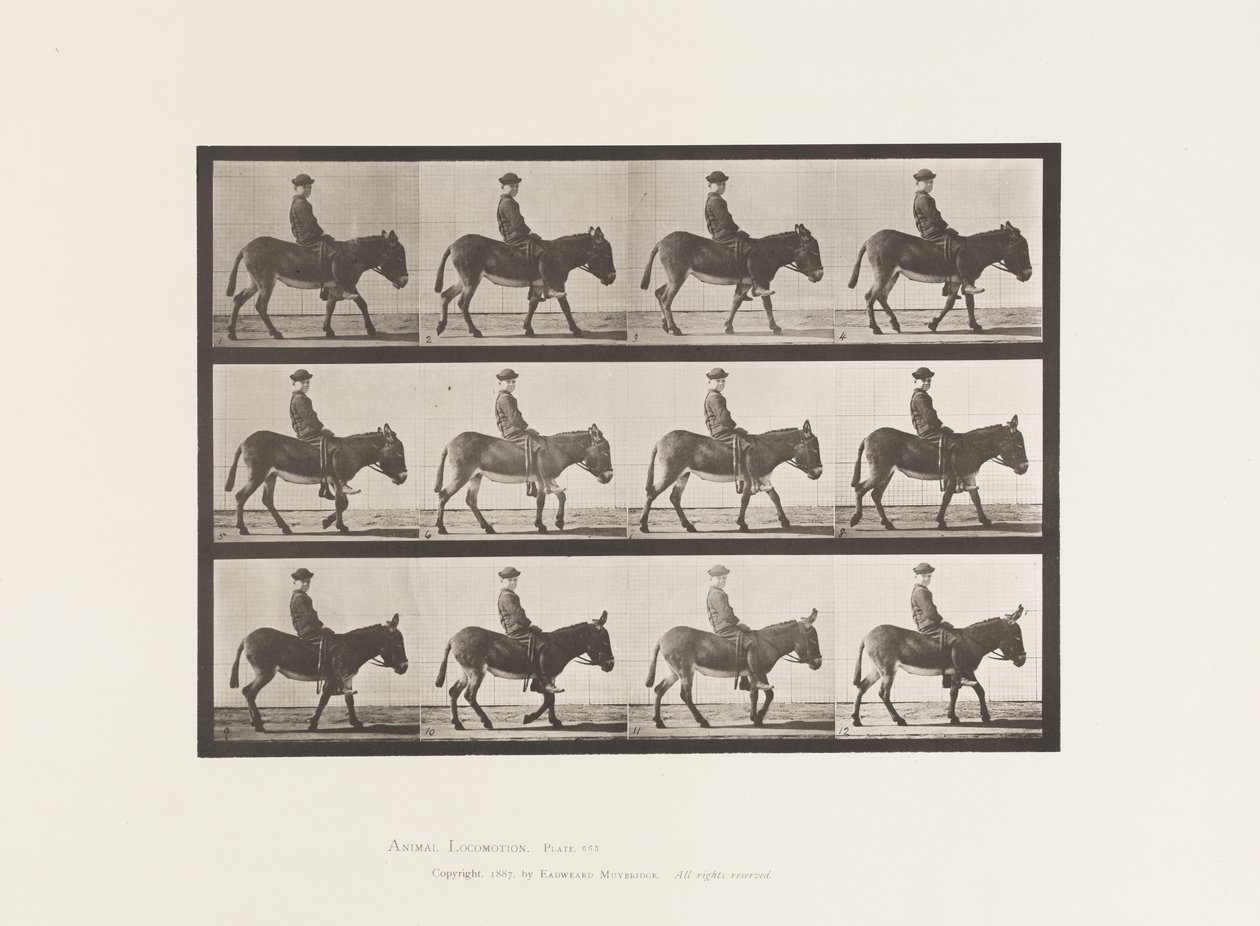 Talíř 665. Zadek; Chůze; Bez sedla; Chlapec na koni, Jennie od Eadweard Muybridge