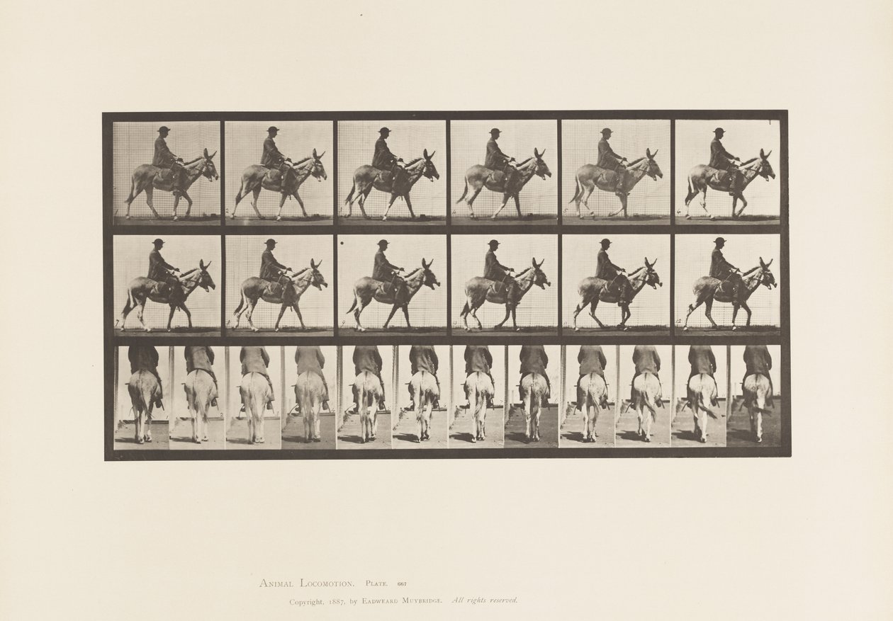 Talíř 667. Zadek; Chůze; Sedlo; Chlapec na koni, Zoo od Eadweard Muybridge