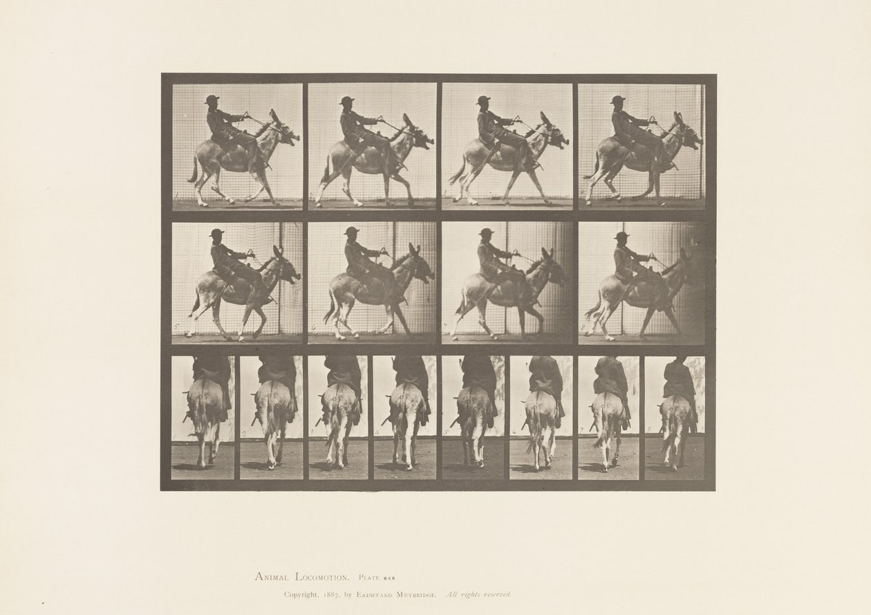 Talíř 668. Zadek; Ambling; Sedlo; Chlapec na koni, Zoo od Eadweard Muybridge