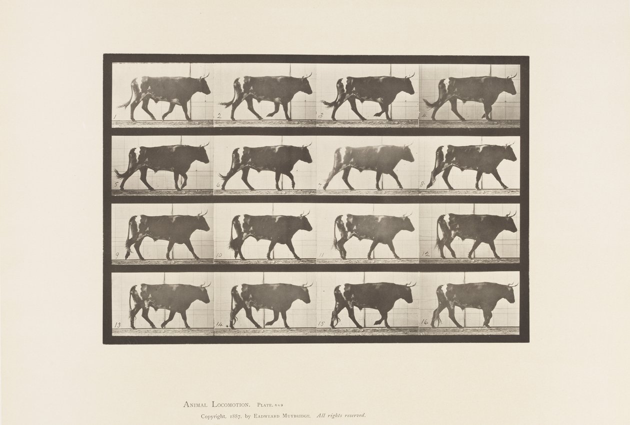 Talíř 669. Vůl; Chůze od Eadweard Muybridge