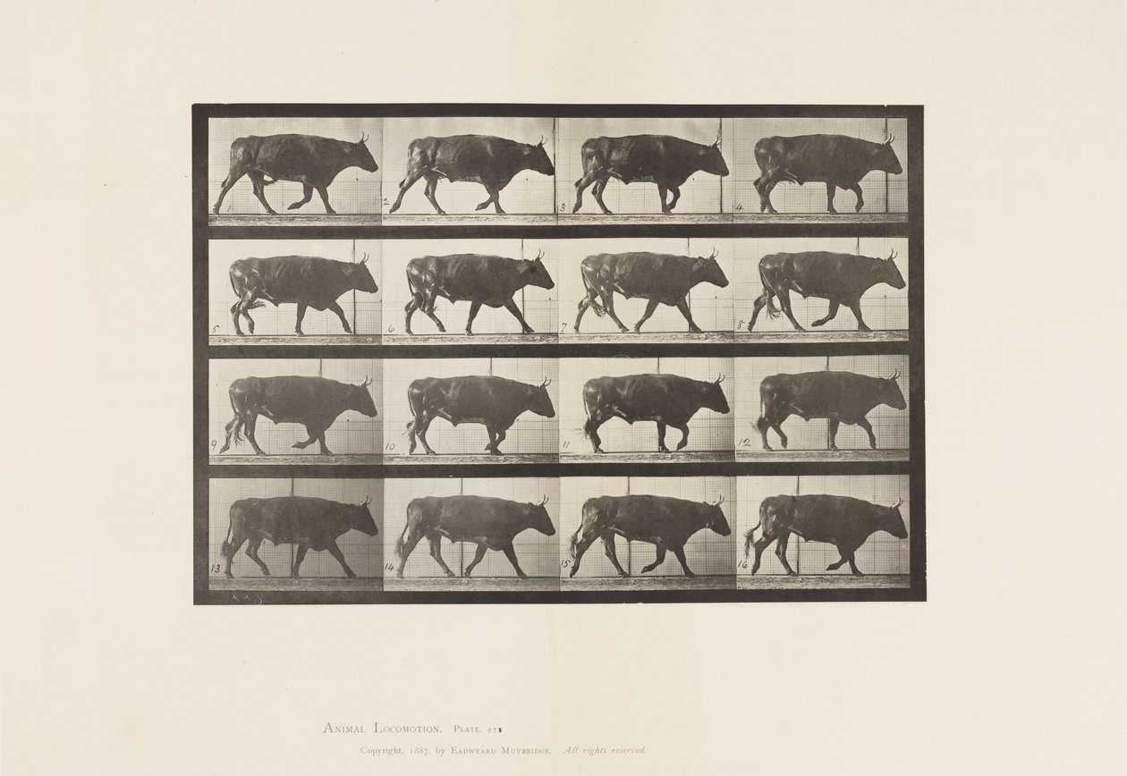 Talíř 672. Vůl; Klusání od Eadweard Muybridge