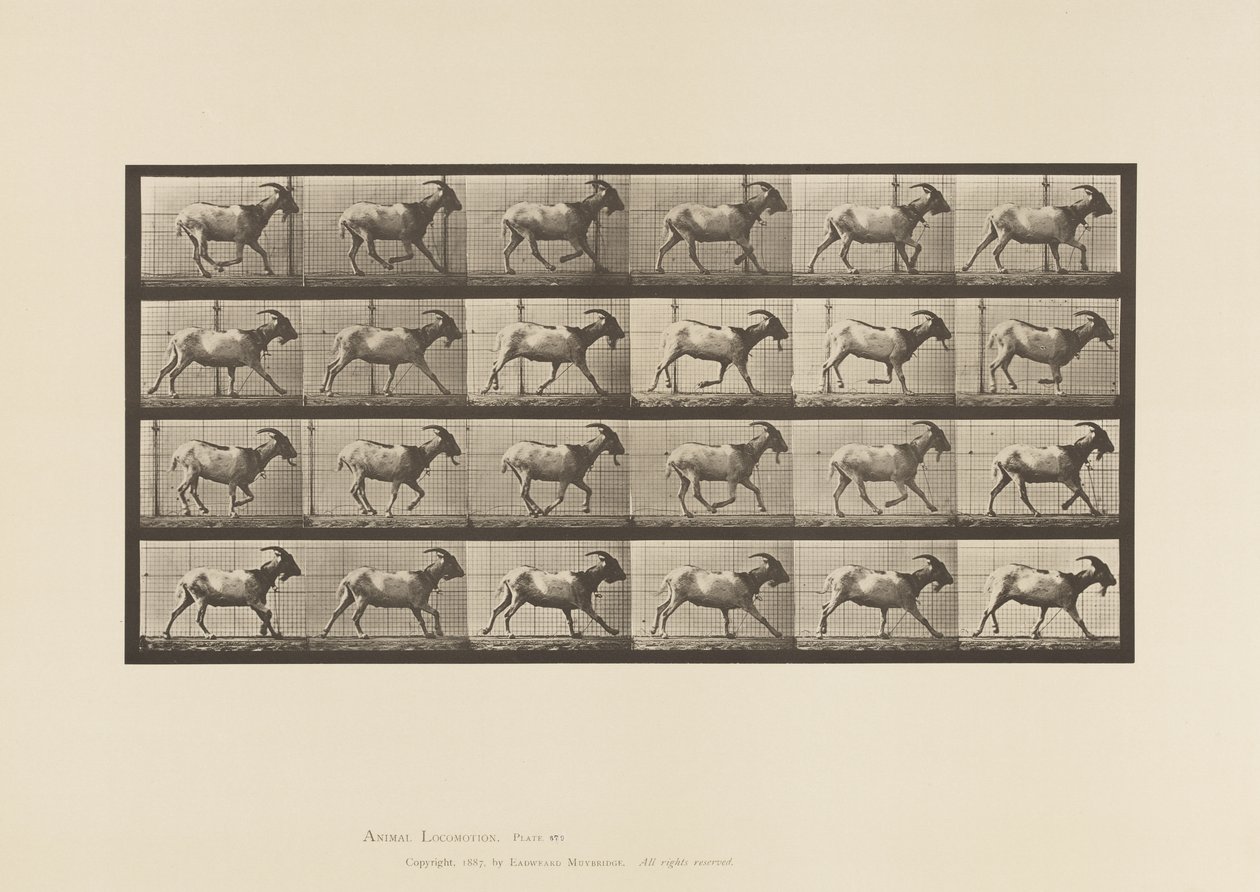 Talíř 679. Koza; Cval od Eadweard Muybridge