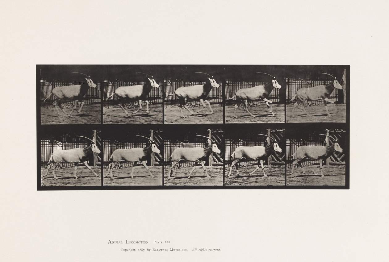 Talíř 680. Orex; Cval od Eadweard Muybridge