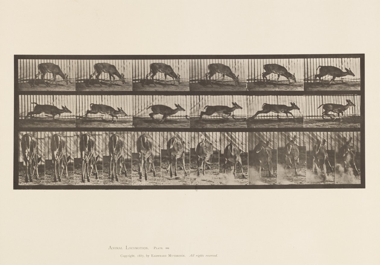 Talíř 681. Virginia Deer; (Žádné parohy) Buck Walking od Eadweard Muybridge