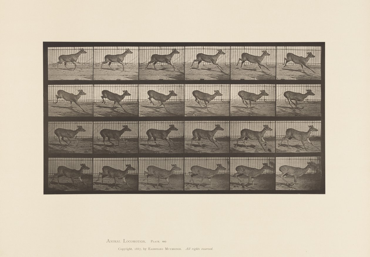Talíř 683. Virginia Deer; (Žádné parohy); Dolar; Cval od Eadweard Muybridge