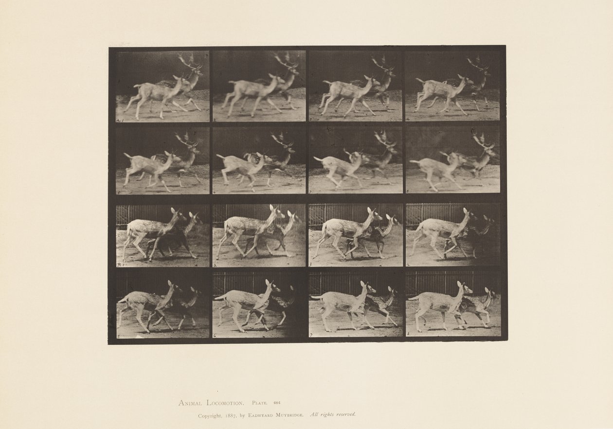 Talíř 684. Daněk; A, Buck and Doe; B, dvě dělá; Klusání od Eadweard Muybridge