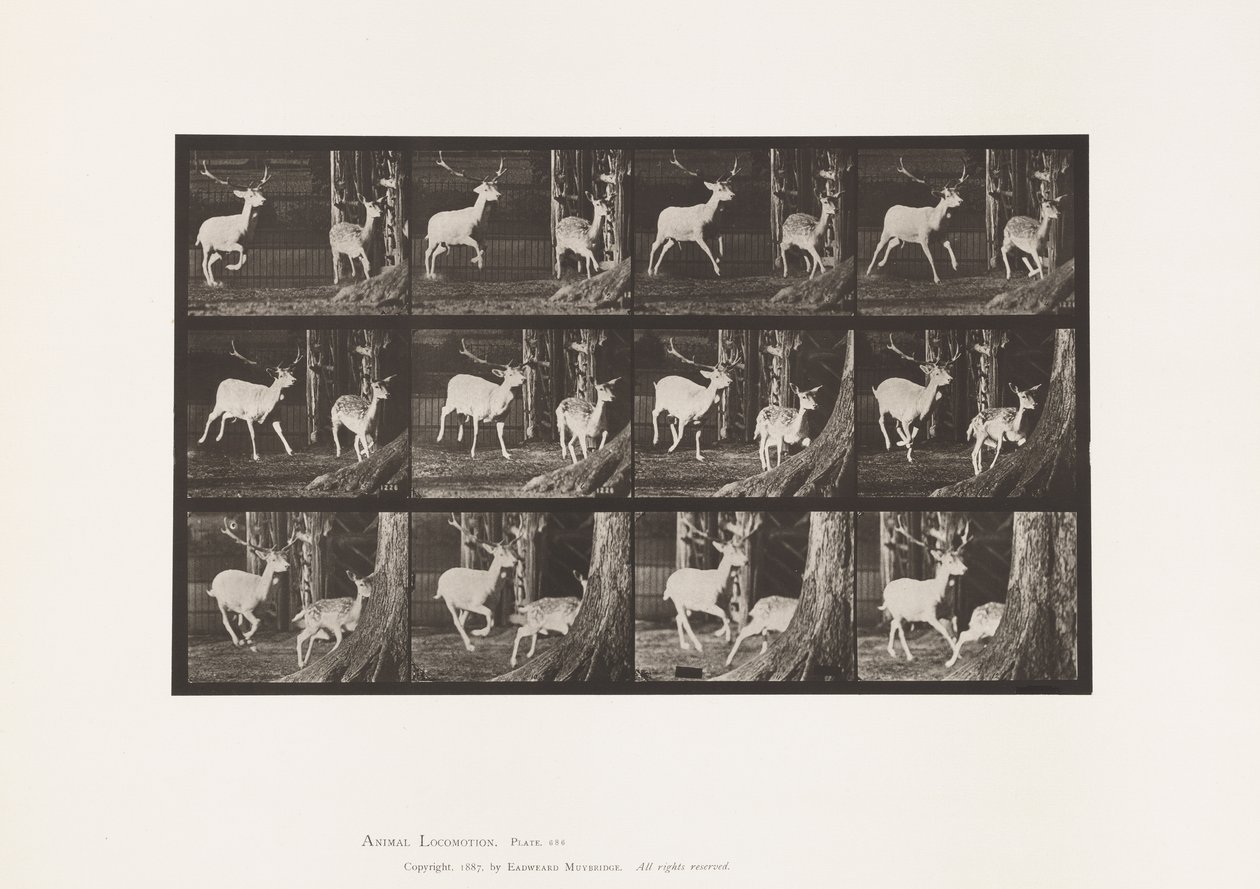 Talíř 686. Daněk; Buck and Doe; Cval od Eadweard Muybridge