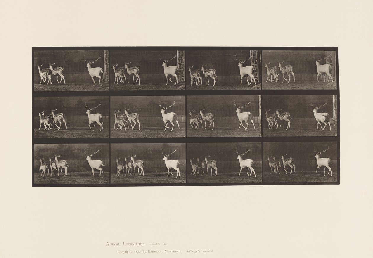 Talíř 687. Daněk; Buck a skupina dělá; Cval od Eadweard Muybridge