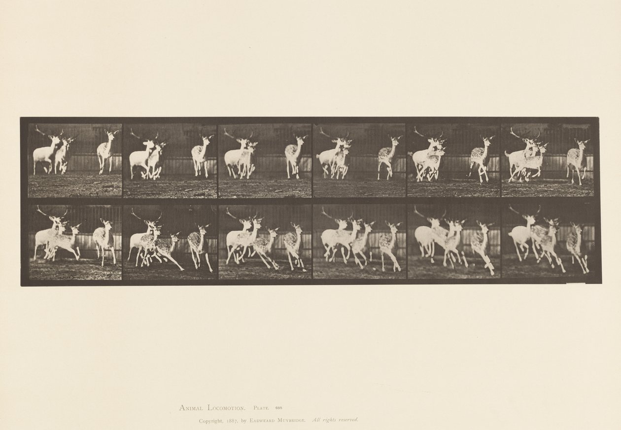 Talíř 688. Daněk; Buck a skupina dělá; Cval od Eadweard Muybridge
